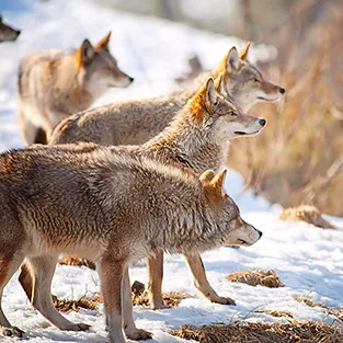 Lenyűgöző képek Wolves (fotó)