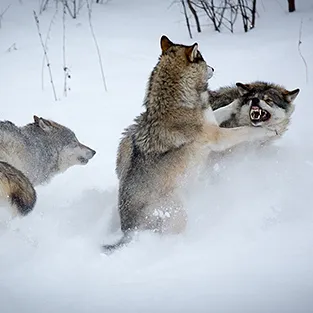 Lenyűgöző képek Wolves (fotó)