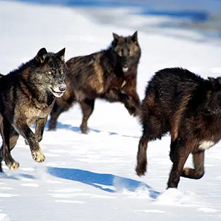 Imagini uimitoare Wolves (foto)