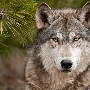 Lenyűgöző képek Wolves (fotó)