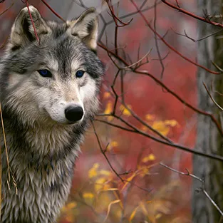 Imagini uimitoare Wolves (foto)