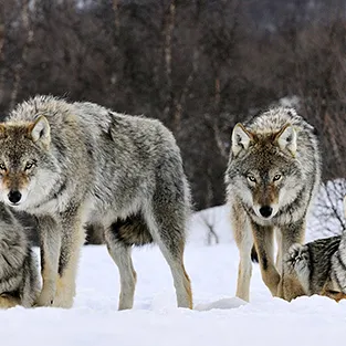 Lenyűgöző képek Wolves (fotó)