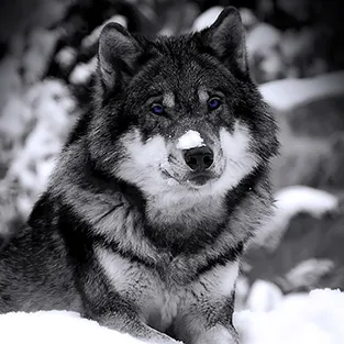 Lenyűgöző képek Wolves (fotó)