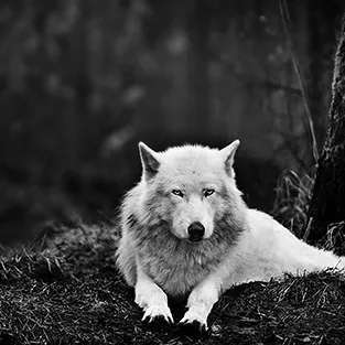 Imagini uimitoare Wolves (foto)