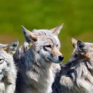 Lenyűgöző képek Wolves (fotó)