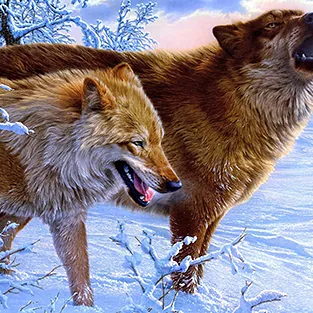 Imagini uimitoare Wolves (foto)