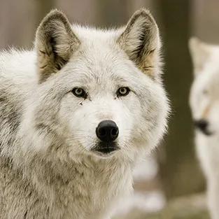 Lenyűgöző képek Wolves (fotó)