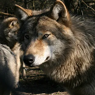 Lenyűgöző képek Wolves (fotó)