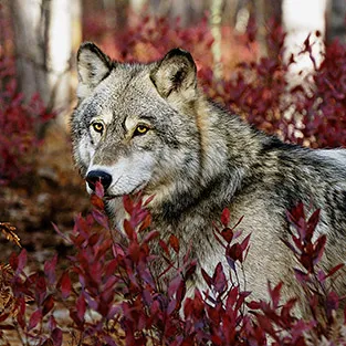 Imagini uimitoare Wolves (foto)