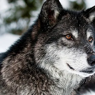 Lenyűgöző képek Wolves (fotó)