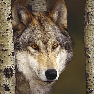 Imagini uimitoare Wolves (foto)