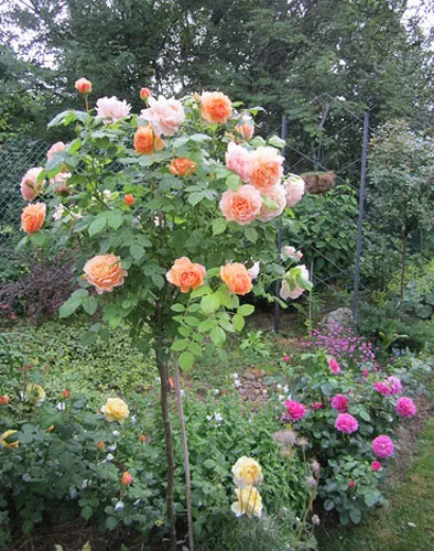 Засаждане рози, изборът на място за розите, подготовка на почвата, времето и начина на засаждане рози