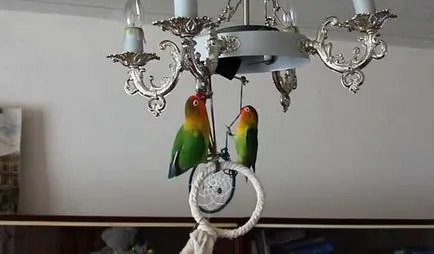 Viselkedés lovebirds fogságban, fotókkal és videó