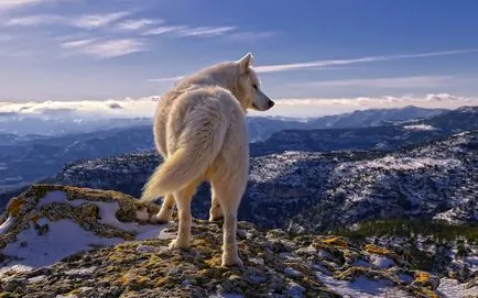 Lenyűgöző képek Wolves (fotó)