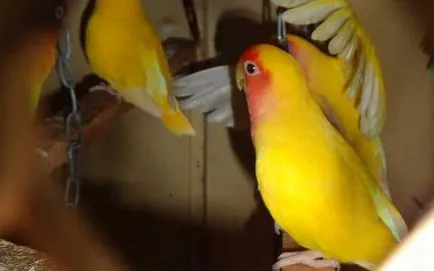 Viselkedés lovebirds fogságban, fotókkal és videó