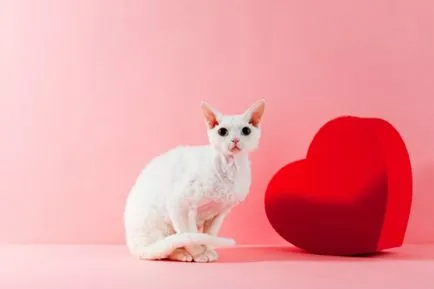 szívbetegség macskák veleszületett és szerzett