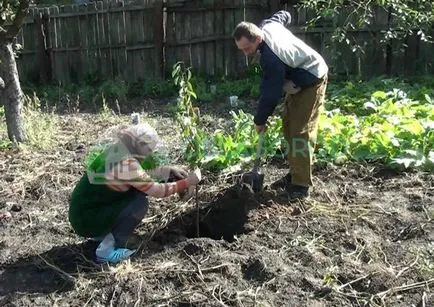 Ültetés cseresznye ősszel - gyakorlati ajánlások