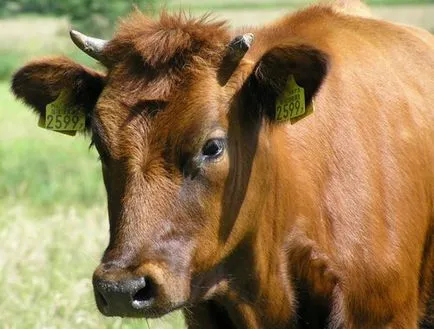 Диария при крави причинява и лечение