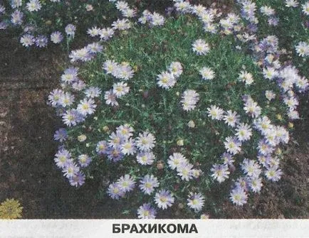 anuale semănători, flori în câmp deschis - Gradina Siberia