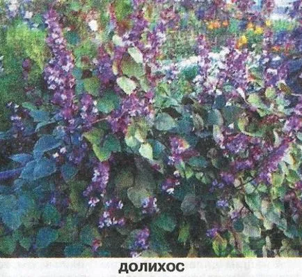Vetés egynyári virágok a mezőn - Kert Szibériában