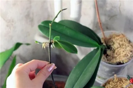 Îngrijirea și propagarea de orhidee Phalaenopsis