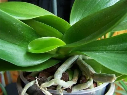 Îngrijirea și propagarea de orhidee Phalaenopsis