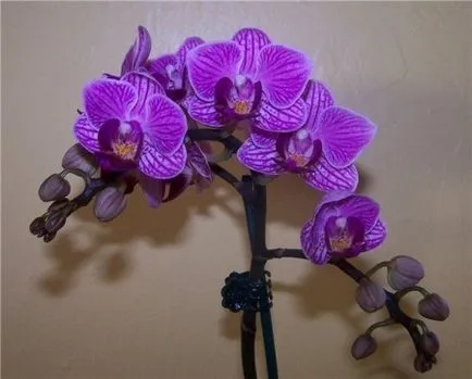 Megfelelő gondoskodás és szaporítása Phalaenopsis orchidea