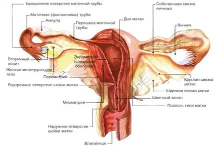 Матката при бременност и големи мутации двете нейната структура