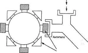 Applied Immunology - studopediya