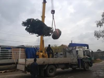 Tervezése kerttervezés a számítógép használata