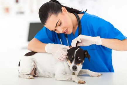 medic veterinar Profesia (veterinar), în cazul în care pentru a studia, salariul, cariera