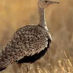 Bird túzok (50 fotó) leírása a pusztai állat, piros könyv, Magyarország mit esznek Dudakov a