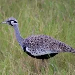 Bird túzok (50 fotó) leírása a pusztai állat, piros könyv, Magyarország mit esznek Dudakov a