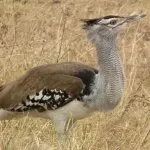 Bird túzok (50 fotó) leírása a pusztai állat, piros könyv, Magyarország mit esznek Dudakov a