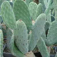 cactus Pufos îngrijire espostoa și tipuri, flori-blog