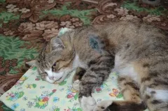 Заснемането на жител котка струва област Воронеж за забрана на оръжие