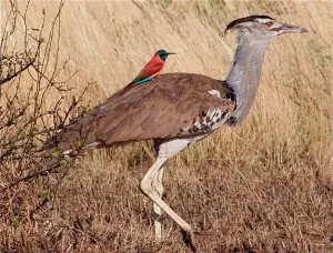 Bird túzok (50 fotó) leírása a pusztai állat, piros könyv, Magyarország mit esznek Dudakov a