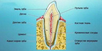 pulpa dintelui este ceea ce este, și video Tratamentul