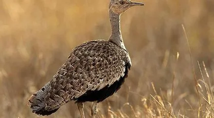 Bird túzok (50 fotó) leírása a pusztai állat, piros könyv, Magyarország mit esznek Dudakov a