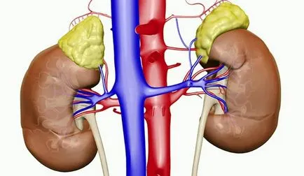 Нарушения на кръвообращението в бъбреците