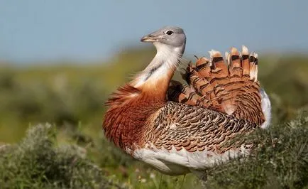 Bird túzok (50 fotó) leírása a pusztai állat, piros könyv, Magyarország mit esznek Dudakov a