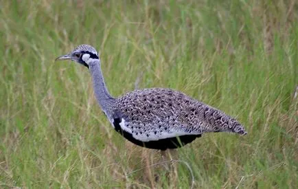 Bird túzok (50 fotó) leírása a pusztai állat, piros könyv, Magyarország mit esznek Dudakov a