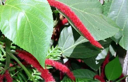 Plant Acalypha schetinistovolosistaya fotó beltéri virágfélékkel