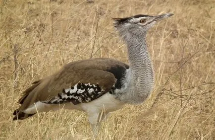 Bird túzok (50 fotó) leírása a pusztai állat, piros könyv, Magyarország mit esznek Dudakov a