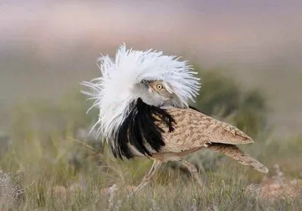 Bird túzok (50 fotó) leírása a pusztai állat, piros könyv, Magyarország mit esznek Dudakov a