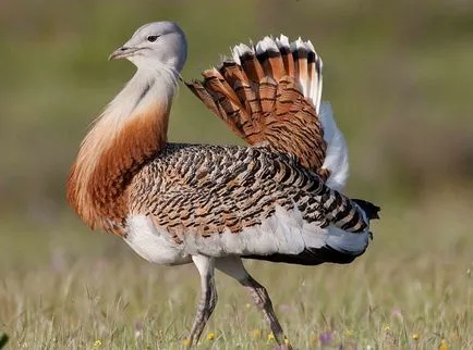 Bird túzok (50 fotó) leírása a pusztai állat, piros könyv, Magyarország mit esznek Dudakov a