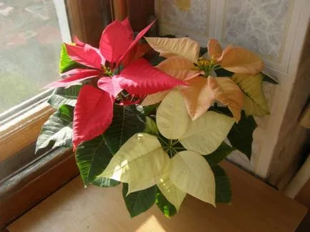 Puansetiya (Poinsettia cea mai corectă) de îngrijire la domiciliu, tăiere, propagare, transplantare,