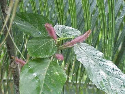 Plant Acalypha schetinistovolosistaya fotó beltéri virágfélékkel