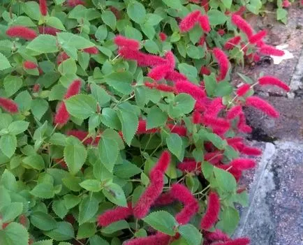 Завод Acalypha schetinistovolosistaya снимка сортове закрит цветя