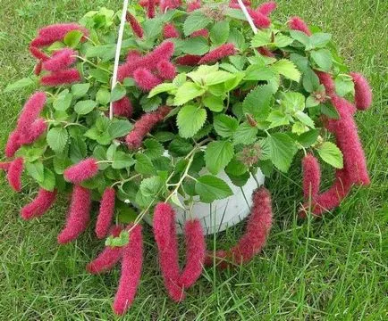 Plant Acalypha schetinistovolosistaya fotó beltéri virágfélékkel